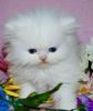Adorable persian Kittens for sale