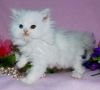 selling my 4 beautiful Persian kittens