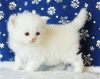 cute white persian kitten available