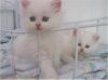 beautiful persain kitten