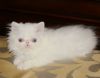 Beautiful Blue Eyed White Persian Kitten Girl -6 weeks old