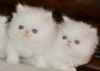 5 Beautiful Blue Eyed White Persian Kittens -6 weeks old