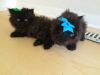 adorable male and female persian kittens ready