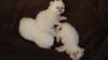Purebred White Persian Kittens