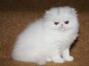 PERSIAN KITTENS AVAILABLE