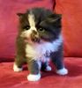 Persian Kittens peke face ready Nov 2016