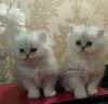Pedigree Chinchilla Persian Kittens.