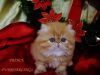 CFA Reg. Persian Royal Absolutely Wonderful kittens