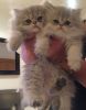 Persian kittens For more details and pictures call or contact on (646)