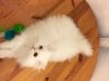 Persian Fluff - Fur Balls; Cute Pet Quality Persians (Doll Face Pet Qu