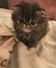Persian Kittens- So cute!! Flat faces