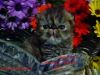 CFA Persian Royal Absolutely Wonderful kittens