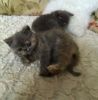 Genuine Purebred Persian Kittens Available!!