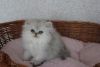 Chinchilla Persian Kitten