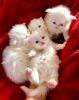 White purebred gorgeous Persian kittens
