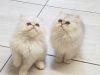 Healthy Persian Kittens