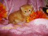CFA Persian Adorable Red Tabby male
