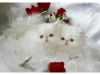 Persian Kittens For Adoption