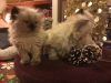 Red/white Persian kittens for sale