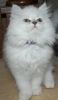 Rare Chinchilla Persian Male Kitten