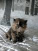 Delightful Female Chocolate Tortie Persian Kitten