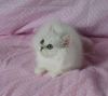 ***adorable Chinchilla Persian Kitten***
