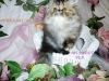 CFA Persian Royal Calico Brown/Silver tabby Cream Patch female