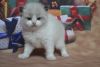 Persian Cat For Sale,M/F