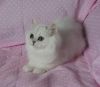 Beautiful Pedigree Chinchilla Persian Kittens.
