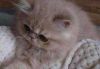 ***adorable Chinchilla Persian Kittens