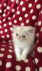 Stunning Persian Baby Kittens Available Now