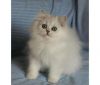 Pure Bred Persian Kittens Available