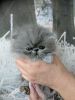 Ultra Rare Persian Kittens