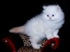 persian kittens avalable for ever home adoption