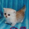 Doll face Persian kittens in Southern