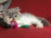 Gccf Registered Persian Kittens For Sale