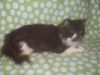 Registered Persian Cats Looking For Their Forever Homes