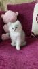 Lovely Persian Kitten Now Available