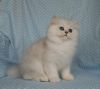 Adorable Persian Kittens for sale