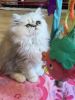 Persian kitten Cfa Absolutely gorgeous $750
