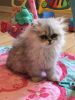 Cfa Persian kittens born 6/21/17 chinchilla silver