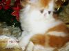 CFA Persian Royal Absolutely Wonderful Red/White male