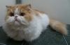 Red/white male Persian 1 year old