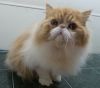 Red/white Persian male 9 months old