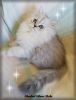 Persian Kittens, Shaded Golden & Shaded Silver