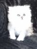 CFA Tiny Chinchilla Silver Shaded Persian kitten