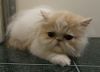 Cream/white Persian male kitten