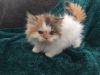 Persian Kitten for Sale!