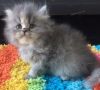 Persian, Himalayan and Ragdoll Kittens for Sale!