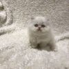 Adorable Persian Kittens For Adoption